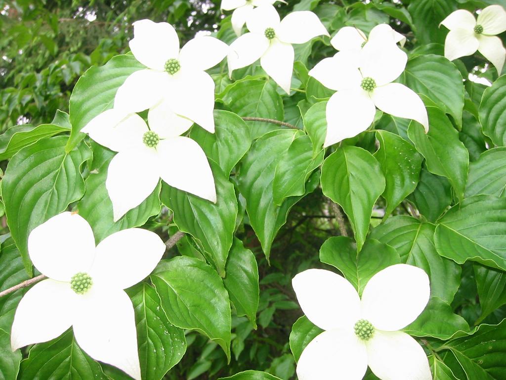 Anise Garden Hotel Hakuba Ngoại thất bức ảnh
